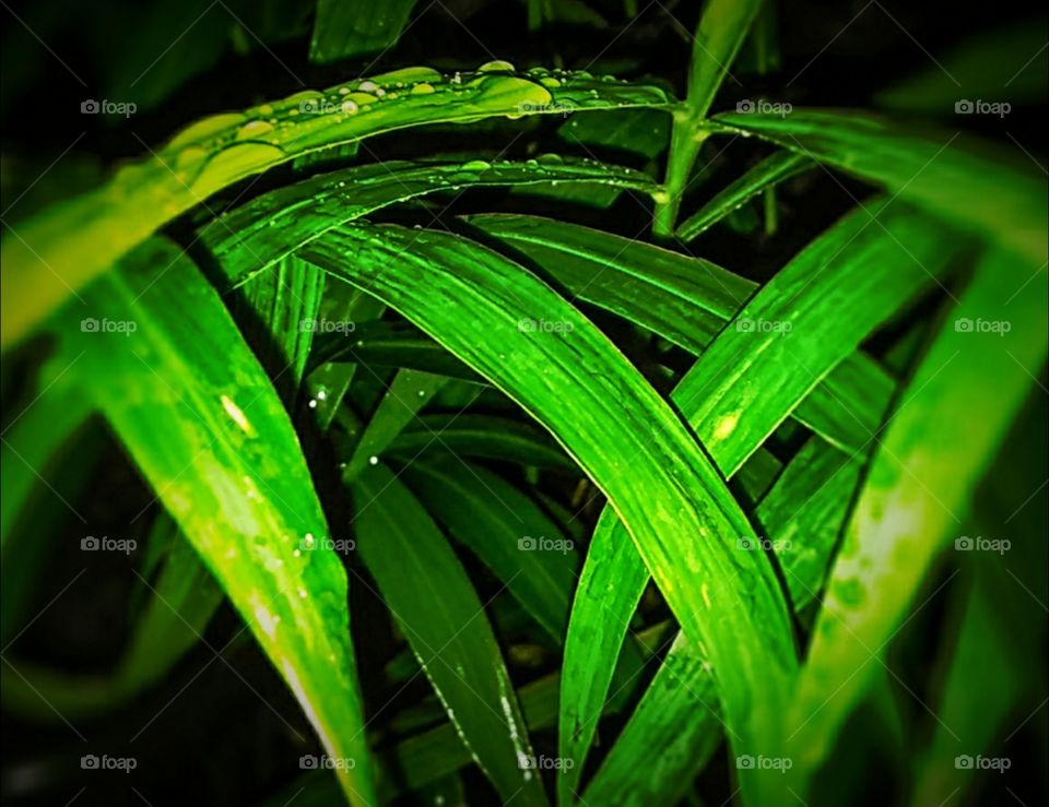 leftover raindrops on green leaves