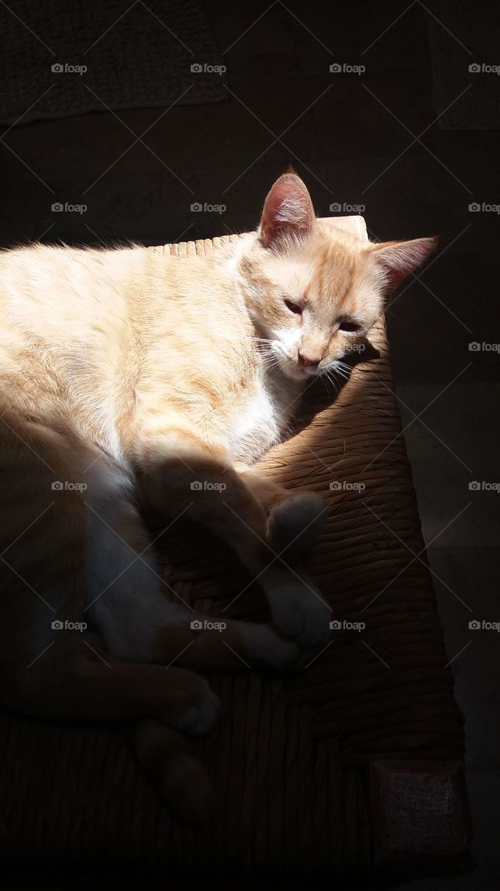 sunbathing cat