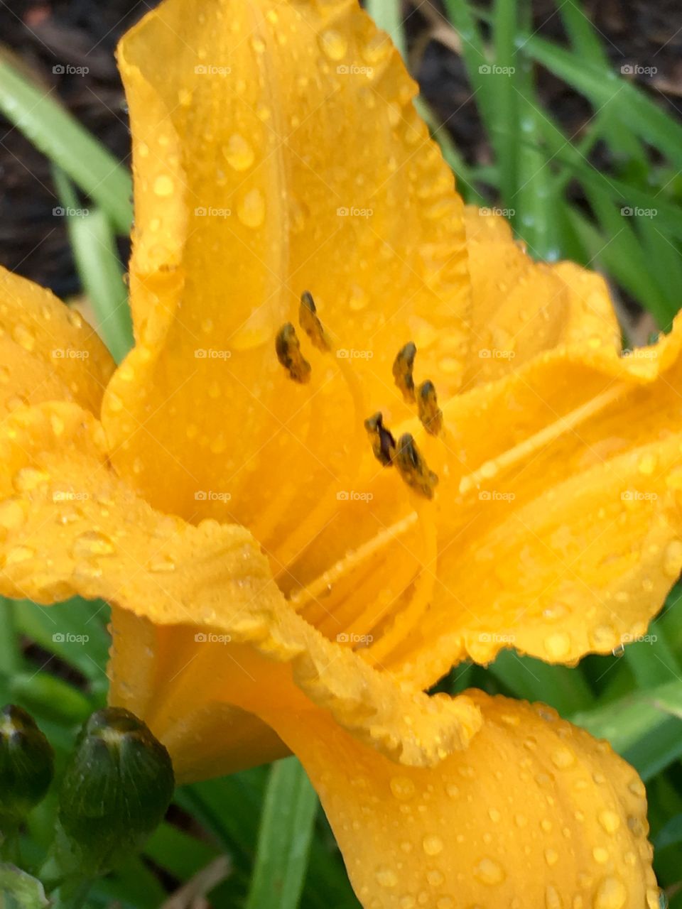 Yellow lily on a rainy day 
