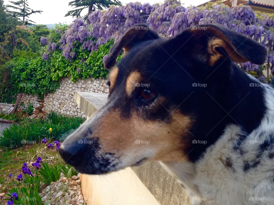 Dogs face