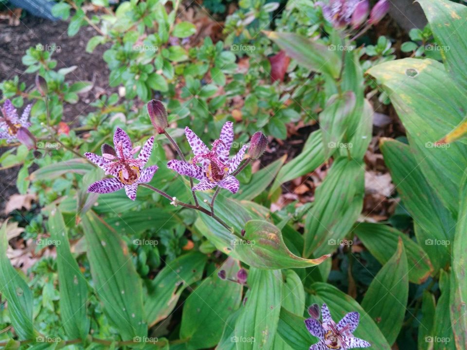 Speckled Flower