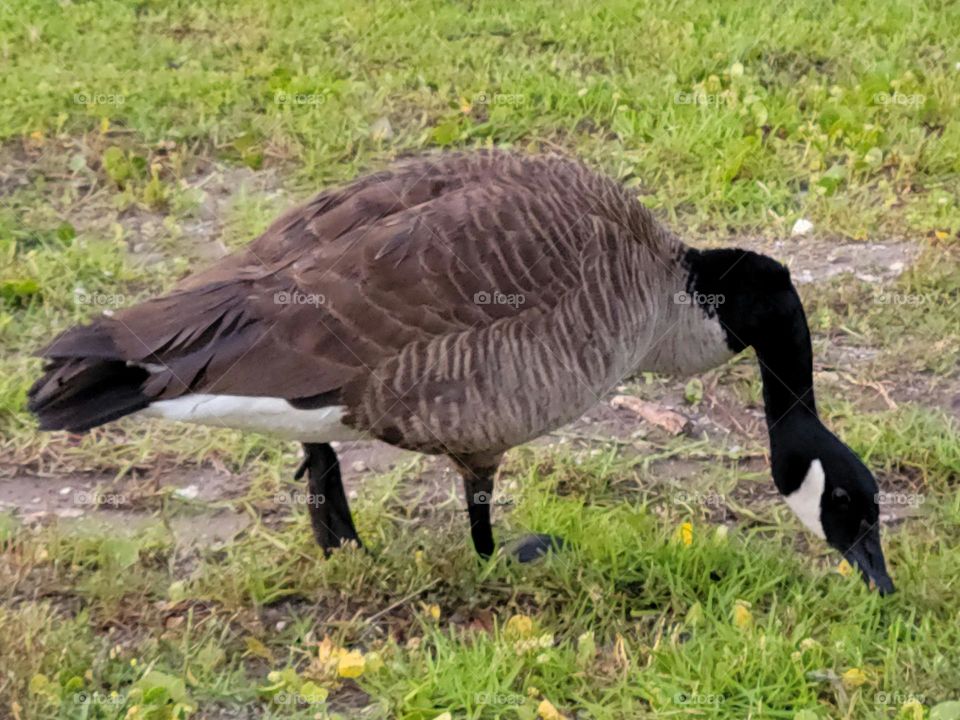 Canada Goose