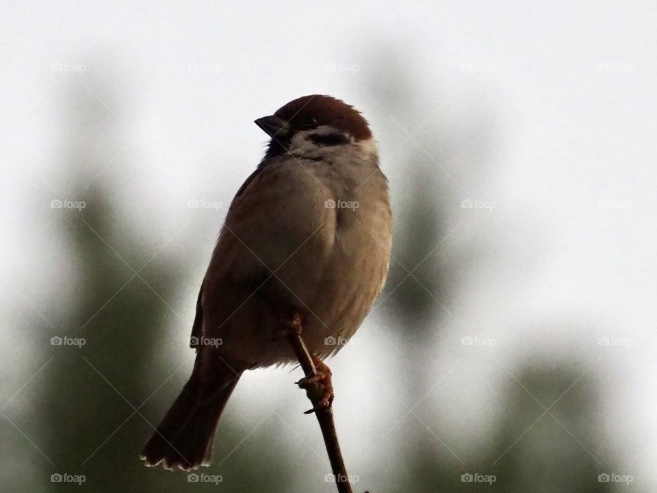 Sparrow