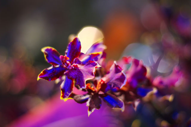 violet flowers orchid flora nature