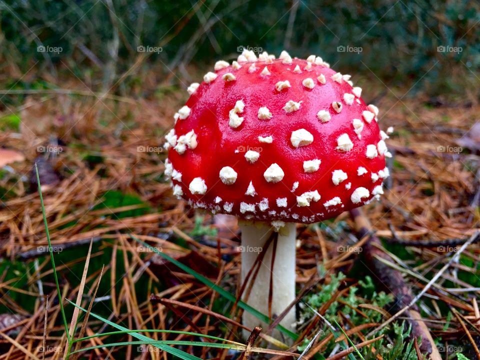 Close-up of wild mushroom