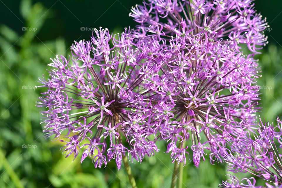 purple flowers spring nature