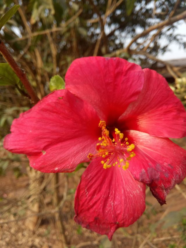 Hibiscus Flower