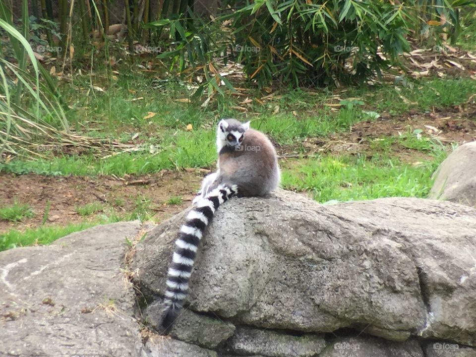 Lemurs