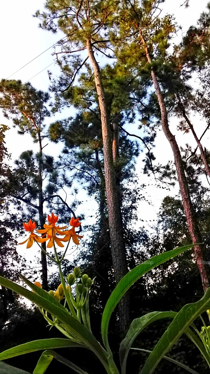 orange ge flowers in the garden towering pine trees hover above