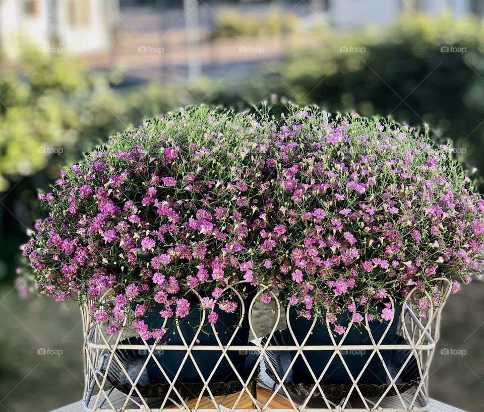 Pink / Purple summer flowers 