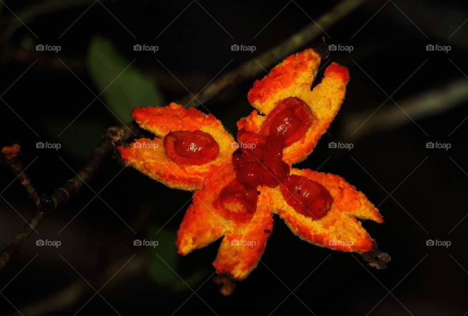 Mature jungle fruit of montana. Lovely tasted smell at the surrounding. The fruit's ready for branch to look as a fruit of liana. Elevate montana tree at the jungle. One member familia of Dipteropcea.