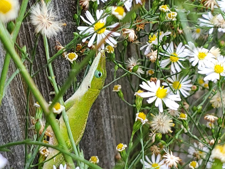 Green lizard on a weathered wood fence behind wild daisies