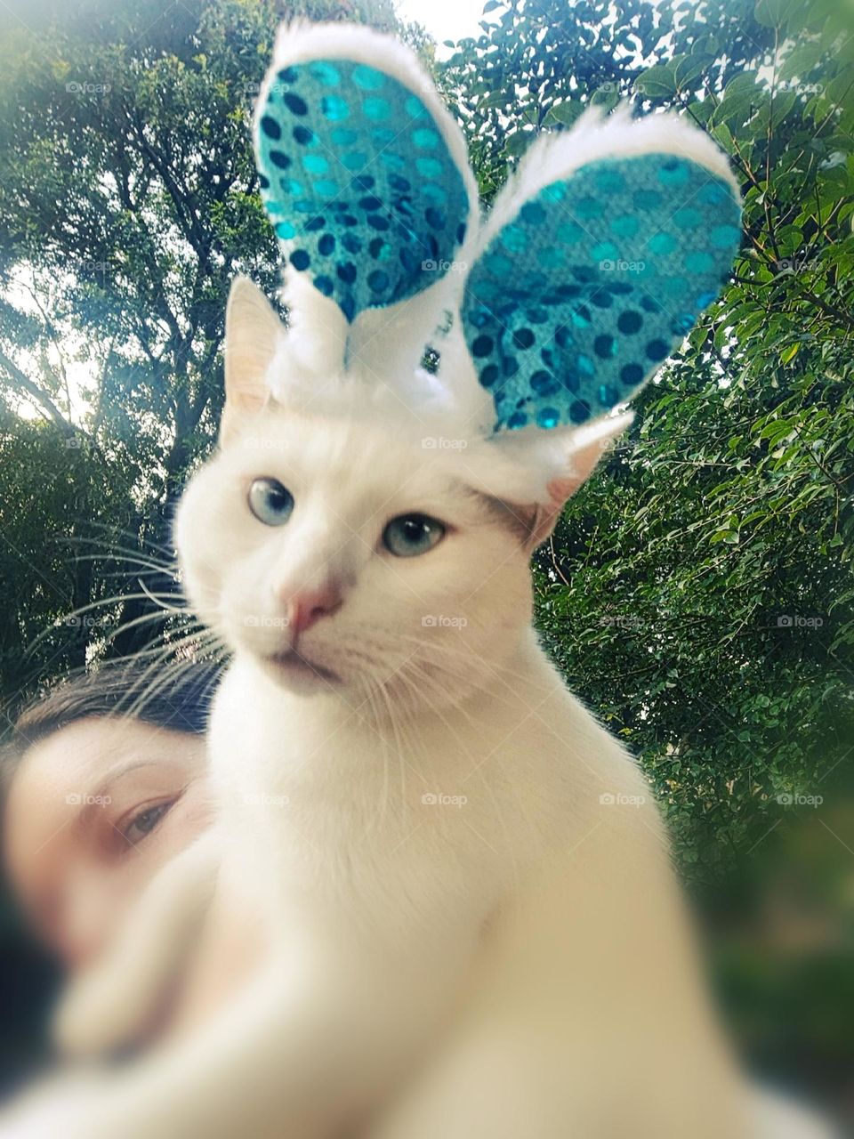 cat like a Ester bunny