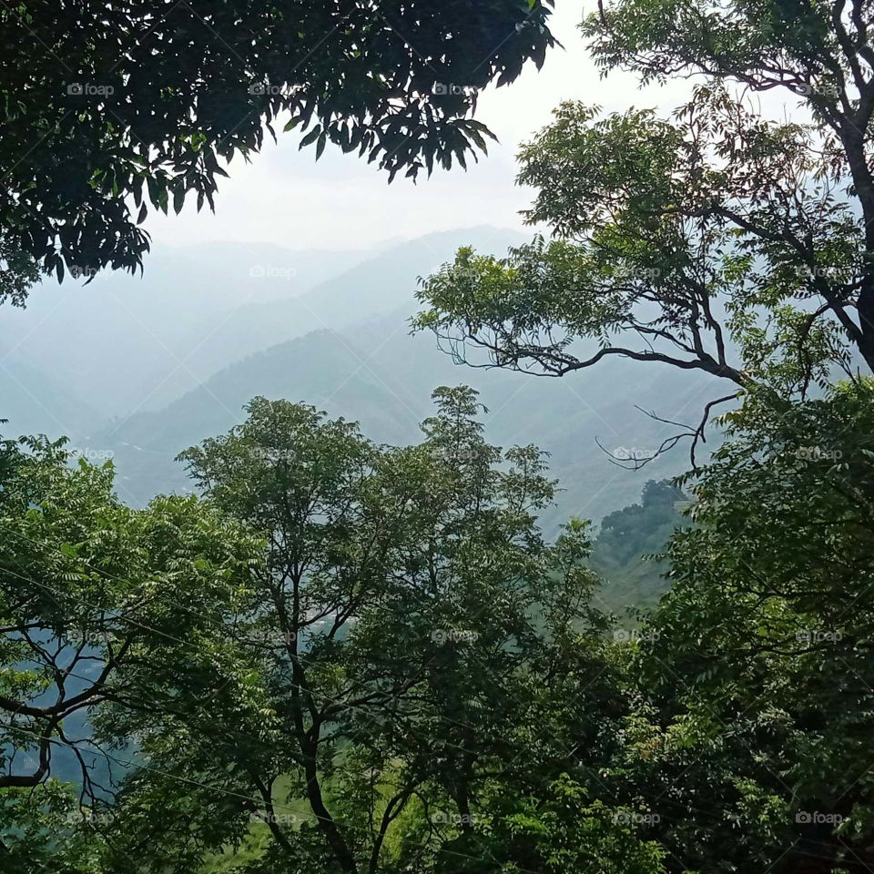 Peeping through the trees