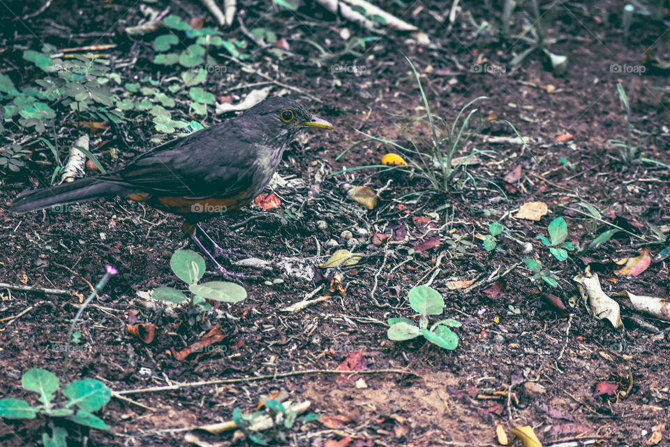 Pássaro colorido/Colorful bird.