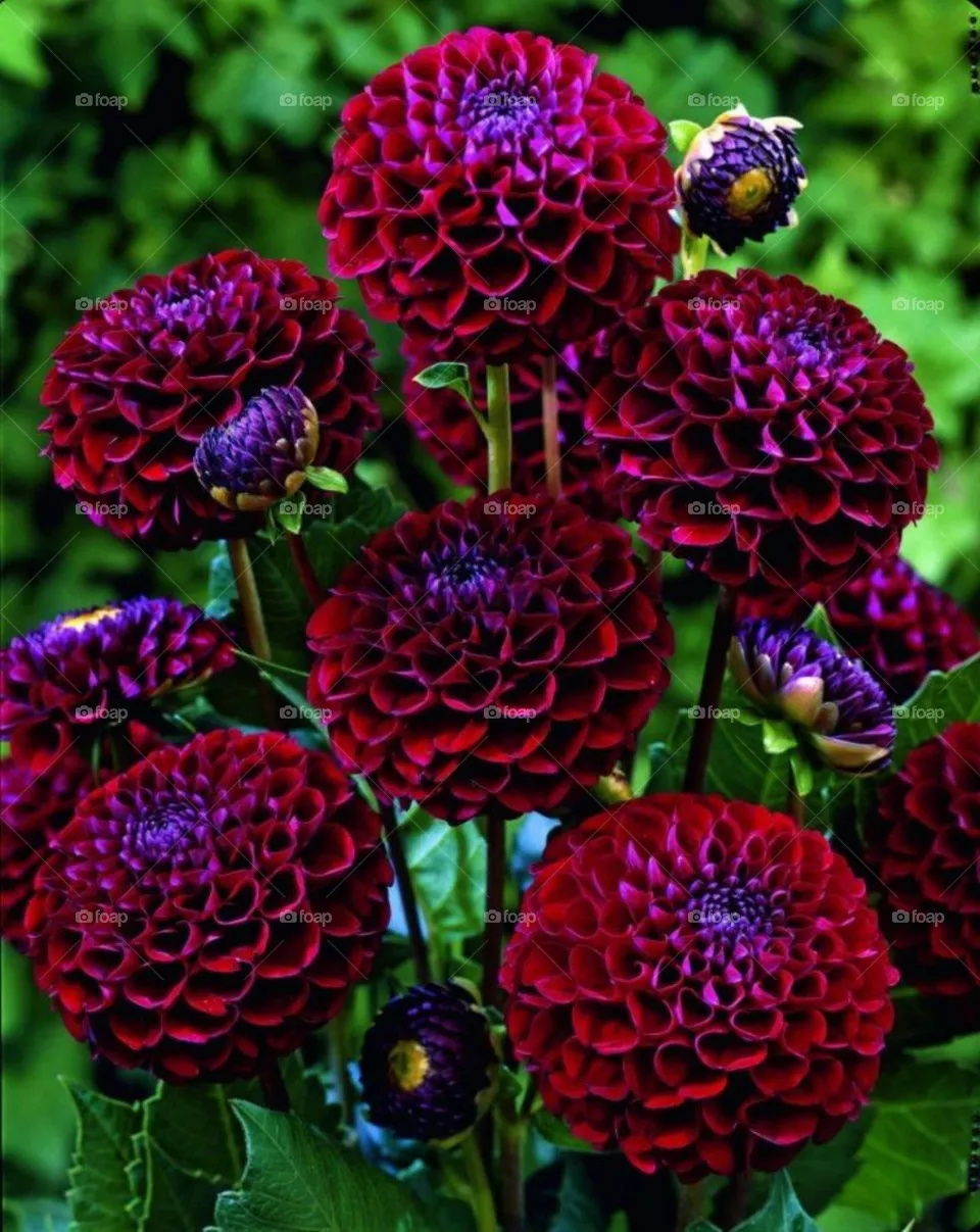 Beautiful red flower