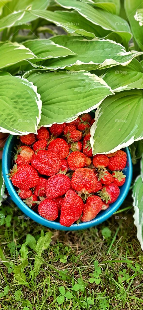 клубника в зеленых листьях