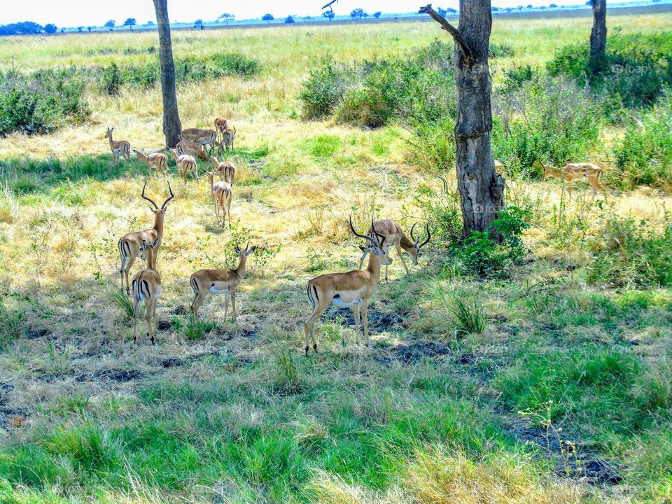 Antelopes