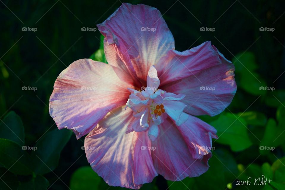 Hibiscus Flower  Love