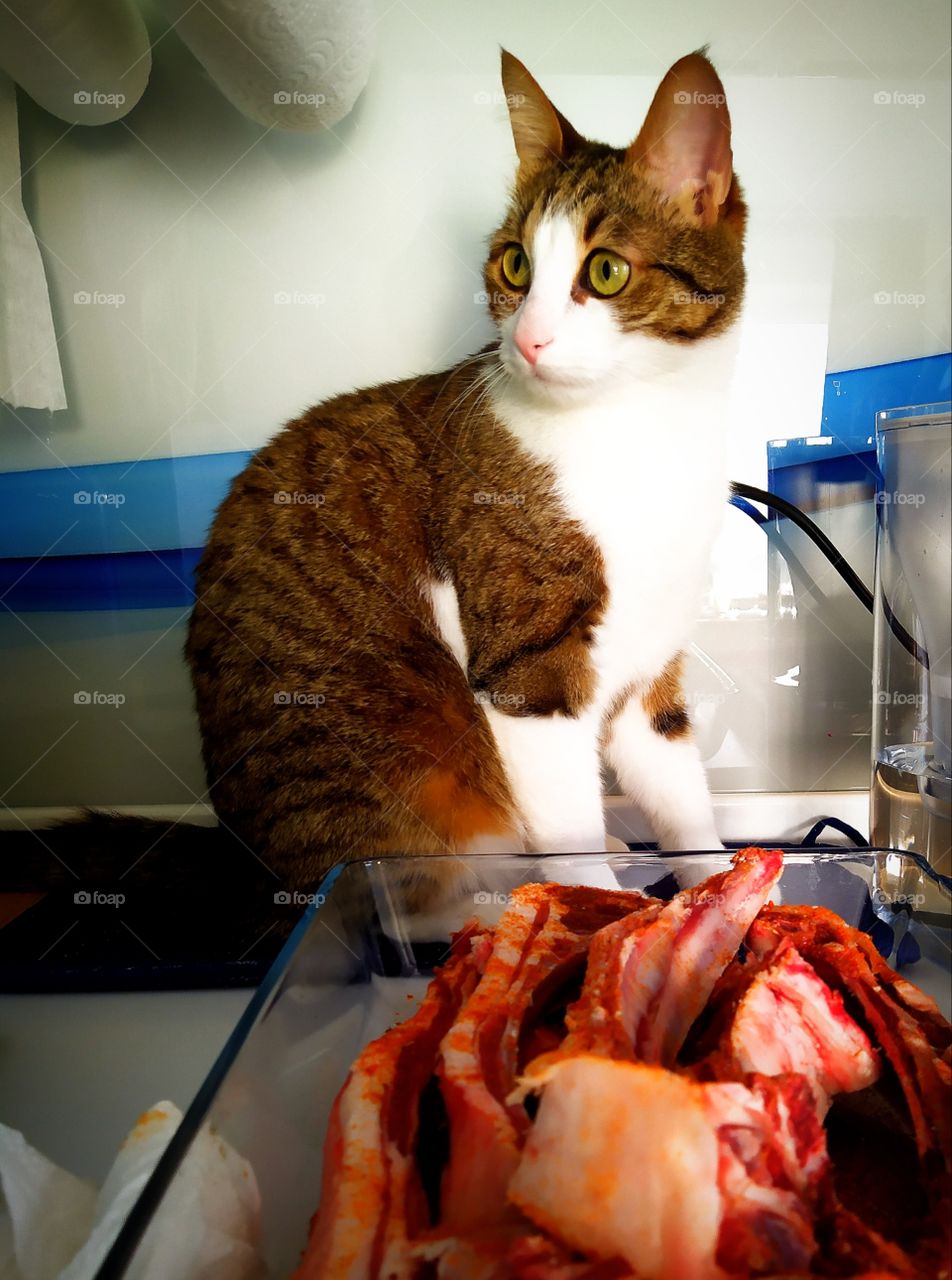 Cat and raw meat in a tray