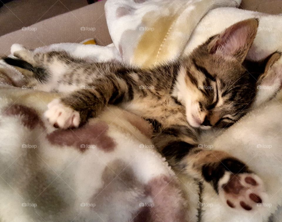 Sleepy kitten