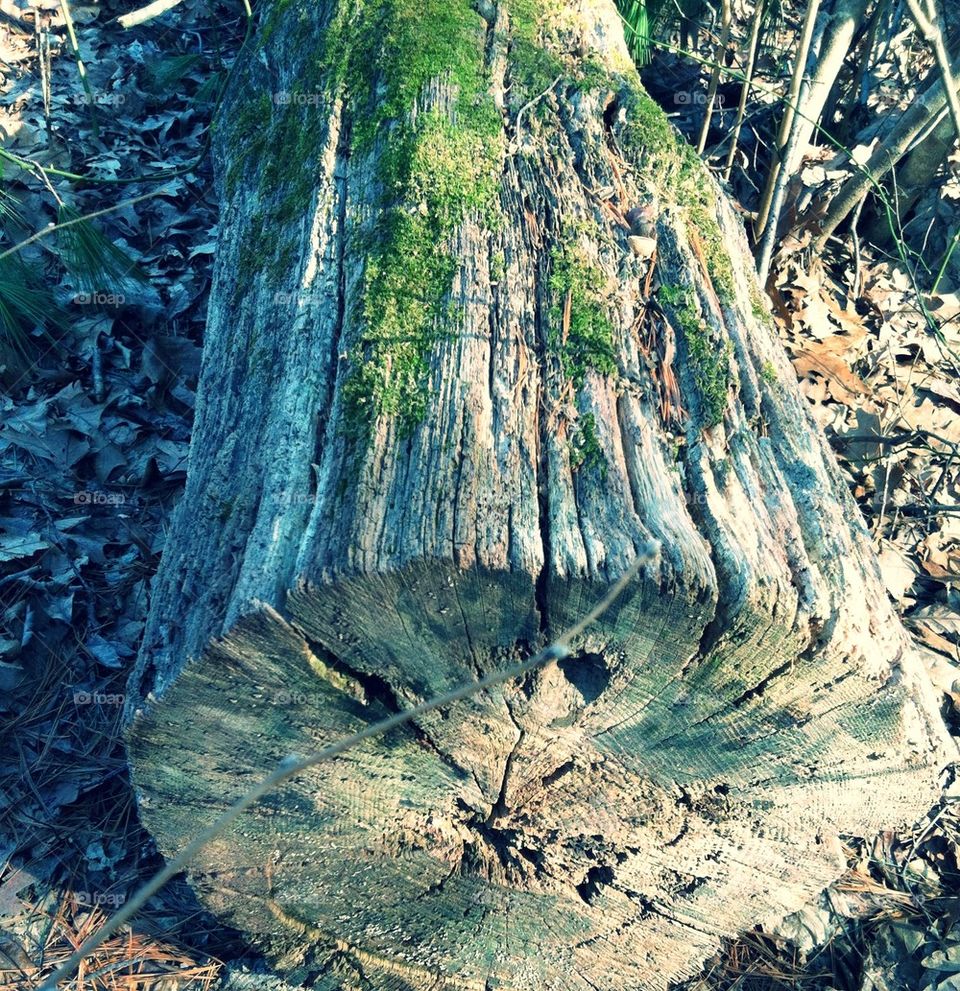 Forest log