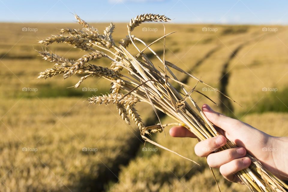 A man's hand holds a bouquet with spikelets of wheat during a food crisis and famine. A field with bread in the sun, on a bright day.