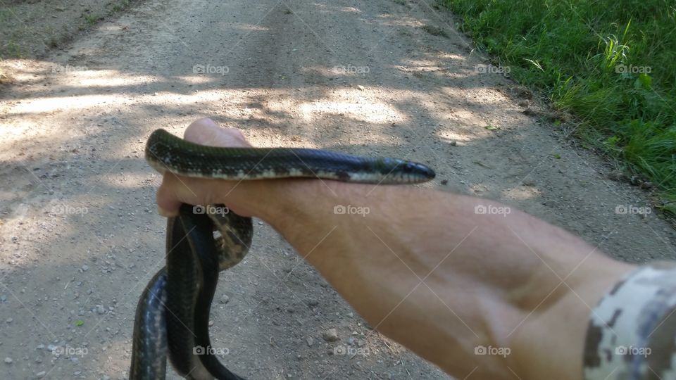 wild black snake