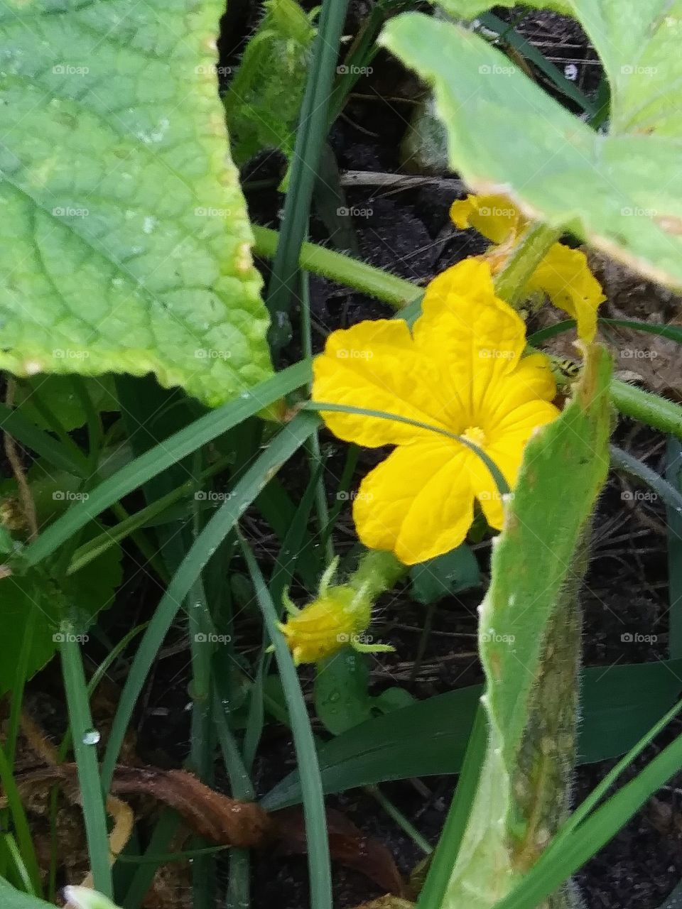 blooming cucumber