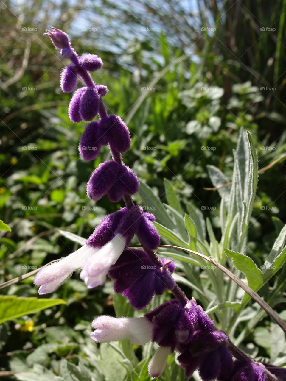 Mexican Bush sage