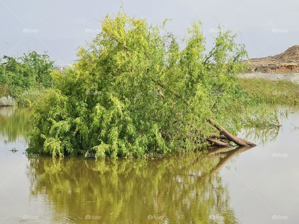 Flood Fallen Tree