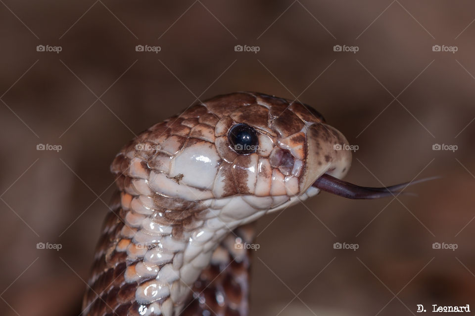 shield nose snake
