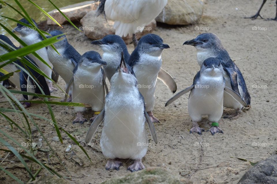 Small penguins 