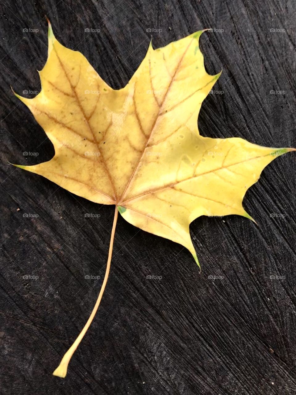 Bright yellow maple leaf against wooden background
