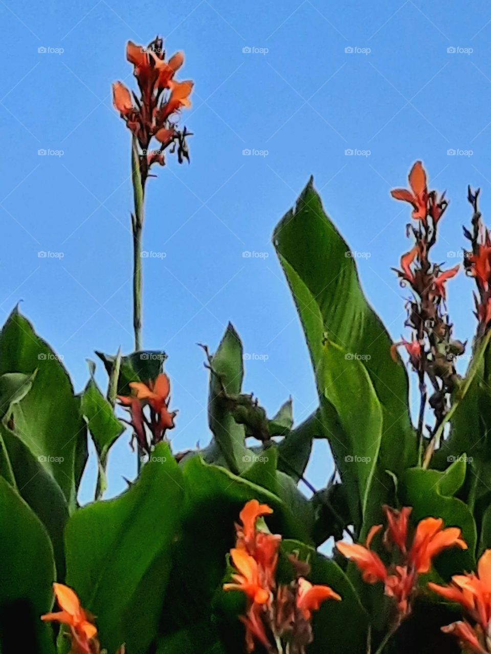 orange canna flowers and green leaves against blue sky