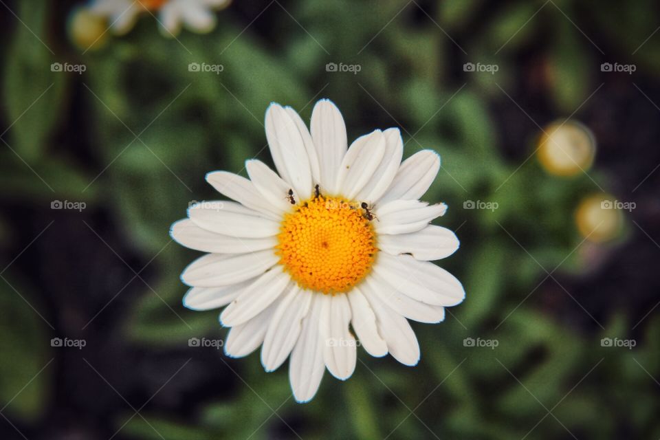 Ants and Daisies