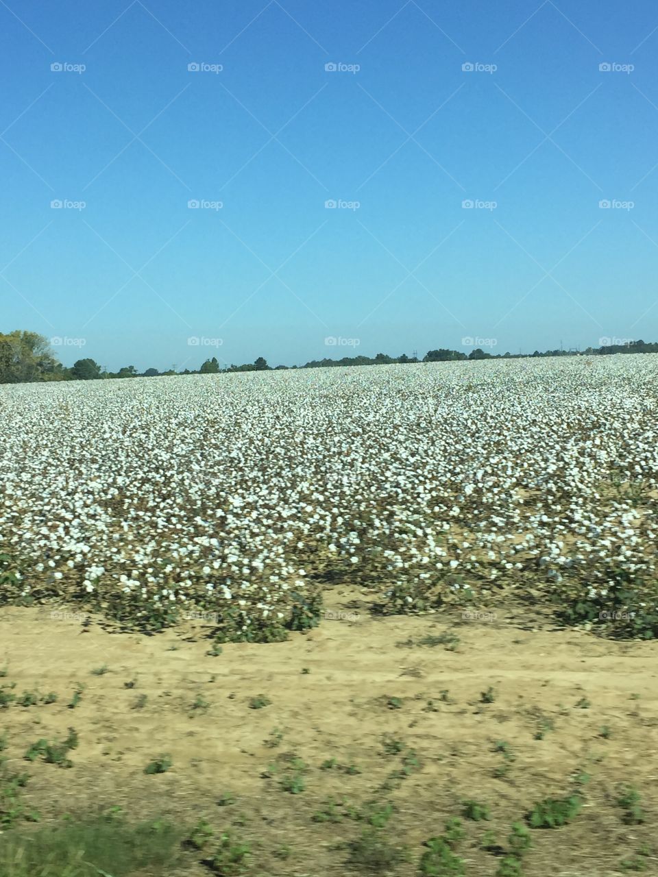 Georgia white Cotten field against blue sky.