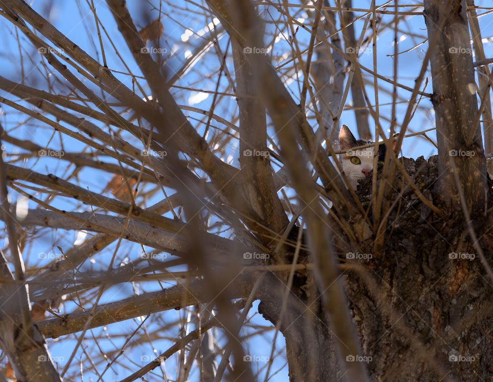 Black and white cat hides behind branches on top of a leafless tree in South Caucasus