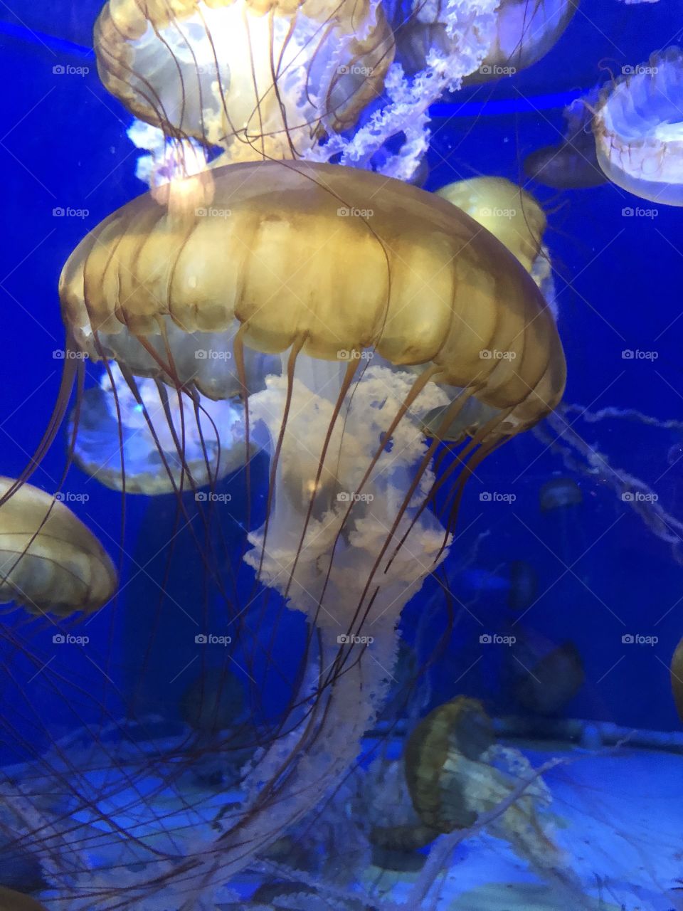 Graceful but fiesty, jellyfish are my favorite animal. What is yours? 