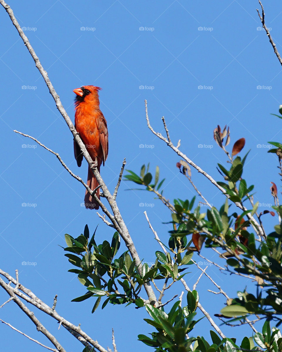 Red Cardinal