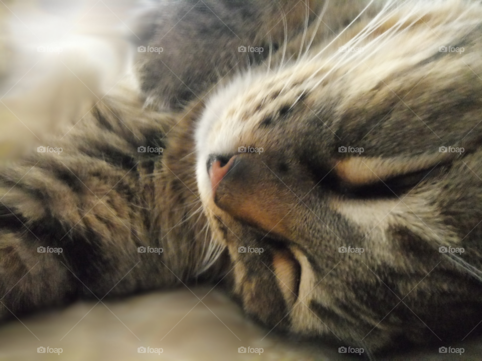 adorable pet tabby cat taking a nap