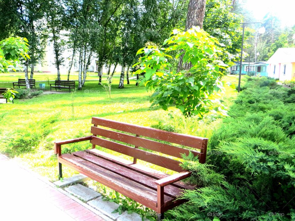 Летом в солнечный день в зелёном молодом парке, возле куста можевельника, стоит одинокая скамейка, на которой никто не сидит.