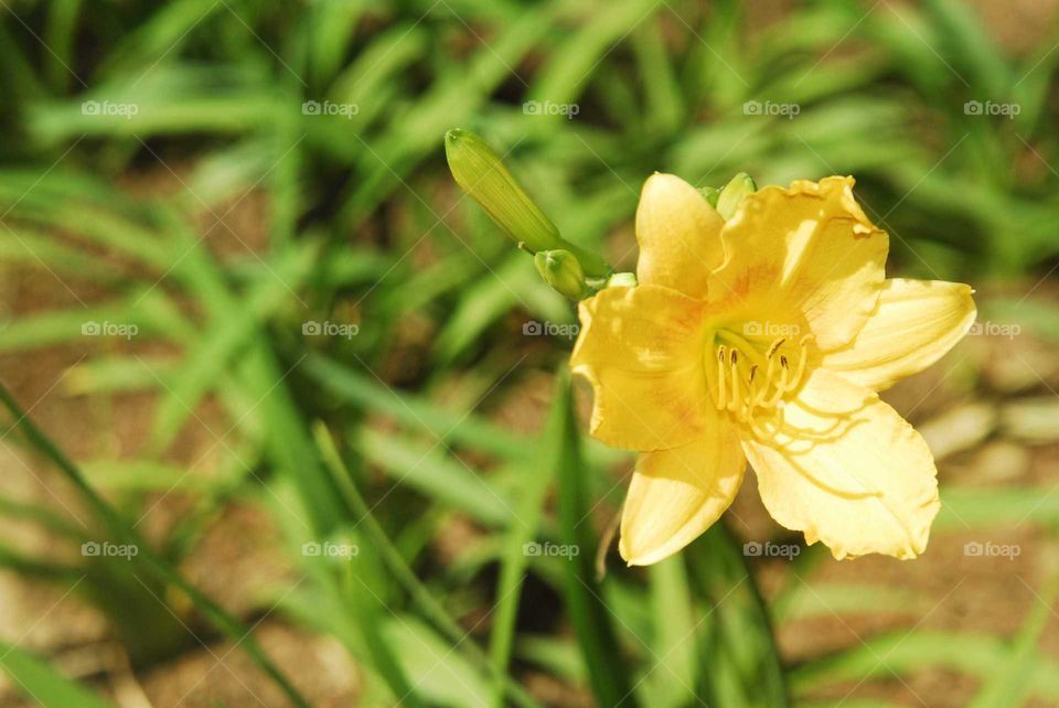 a lovely yellow flower in the garden