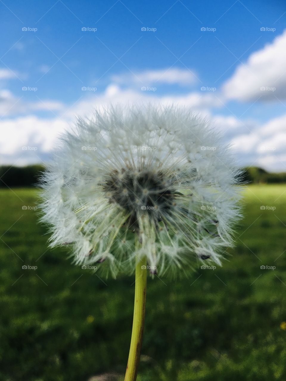 A perfect photo for when your feeling in need of a wish. Taken in the English Countryside on a sunny Autumn day. 