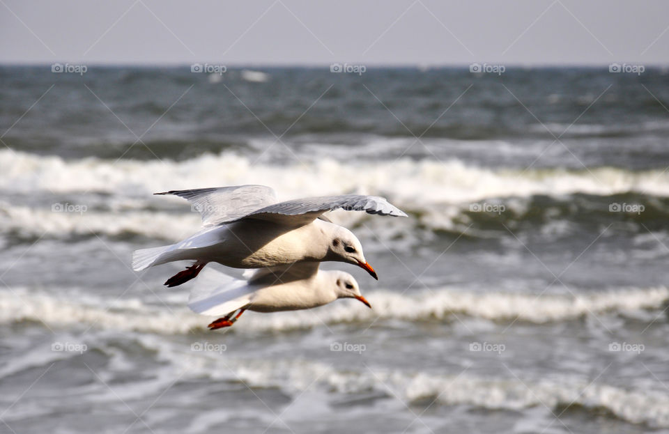 Two seagulls flying over sea