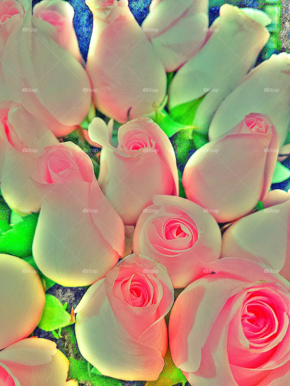 "Pink Roses"