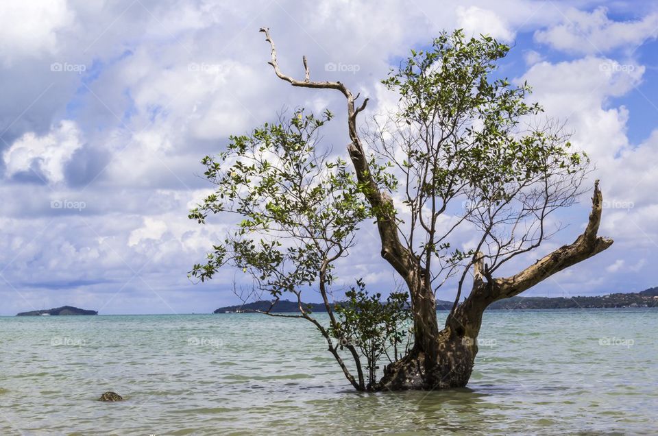 Mangrove tree