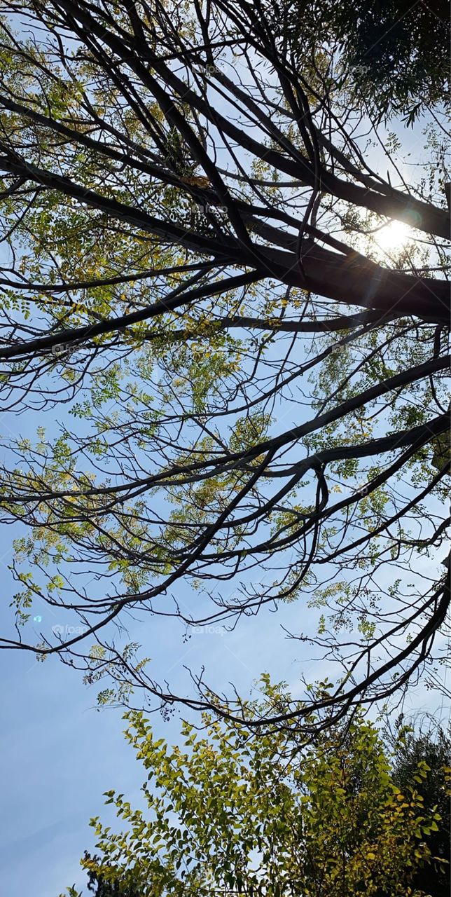 Sunlight between the branches 