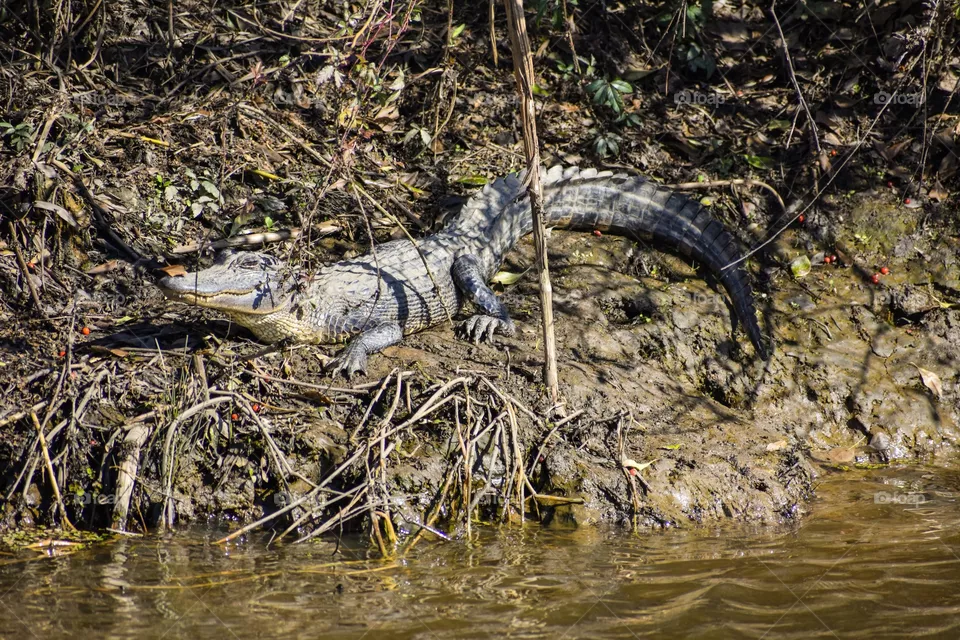 Alligator 