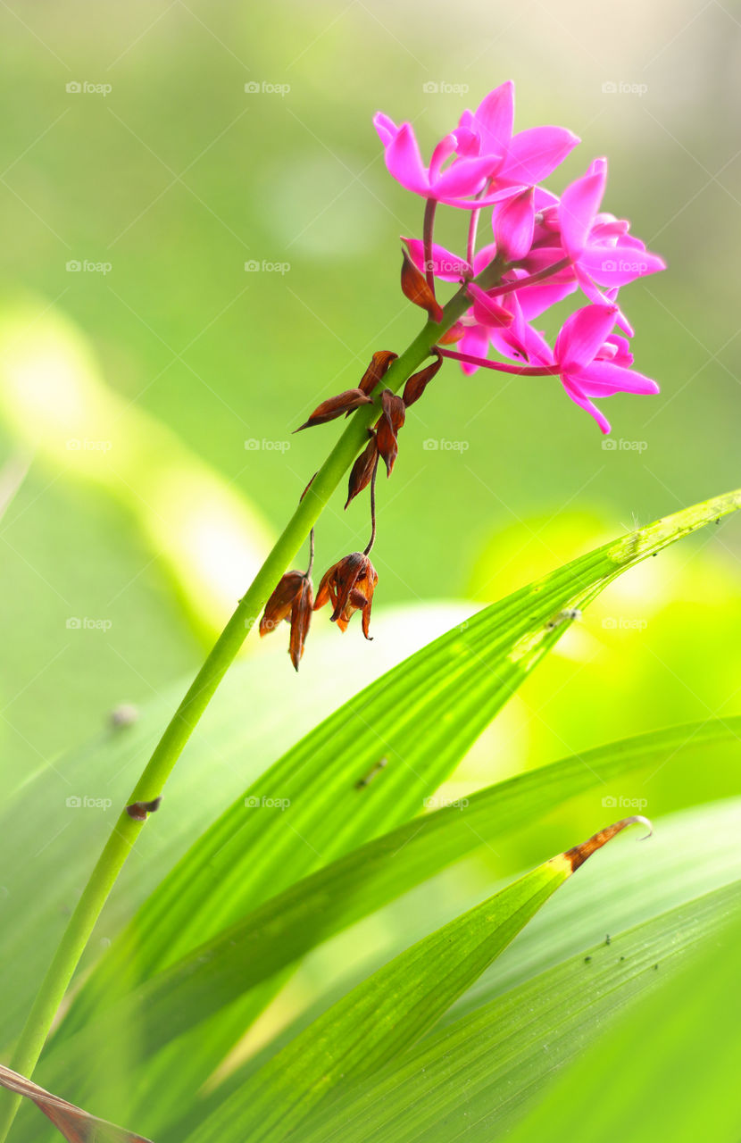 Pink flowers in bloom